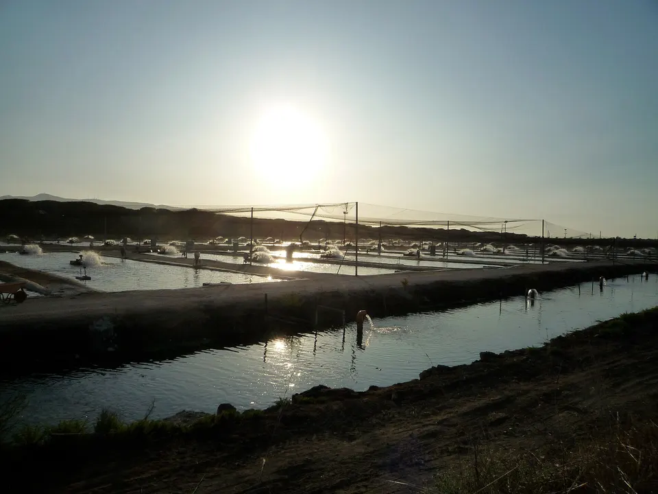 Anguille in laguna, la Corte dei conti conferma: nessun danno erariale per i Pescatori di Orbetello