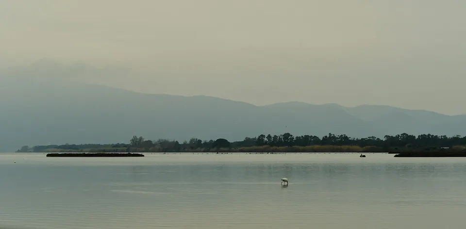 Oasi di Orbetello e Burano: raro avvistamento e boom di uccelli censiti