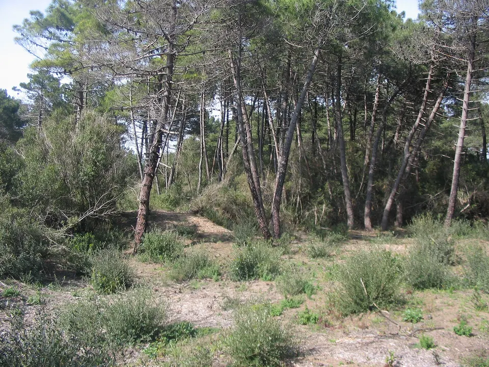Tombolo della Giannella a Orbetello: guida alla spiaggia e ai parcheggi lungo la strada