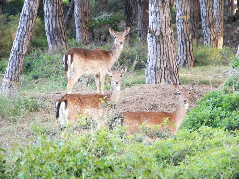 Riserva Naturale Duna Feniglia: trekking e birdwatching nella pineta tra laguna e mare