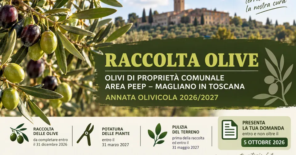 Magliano in Toscana, bando per la raccolta delle olive comunali nell'area PEEP