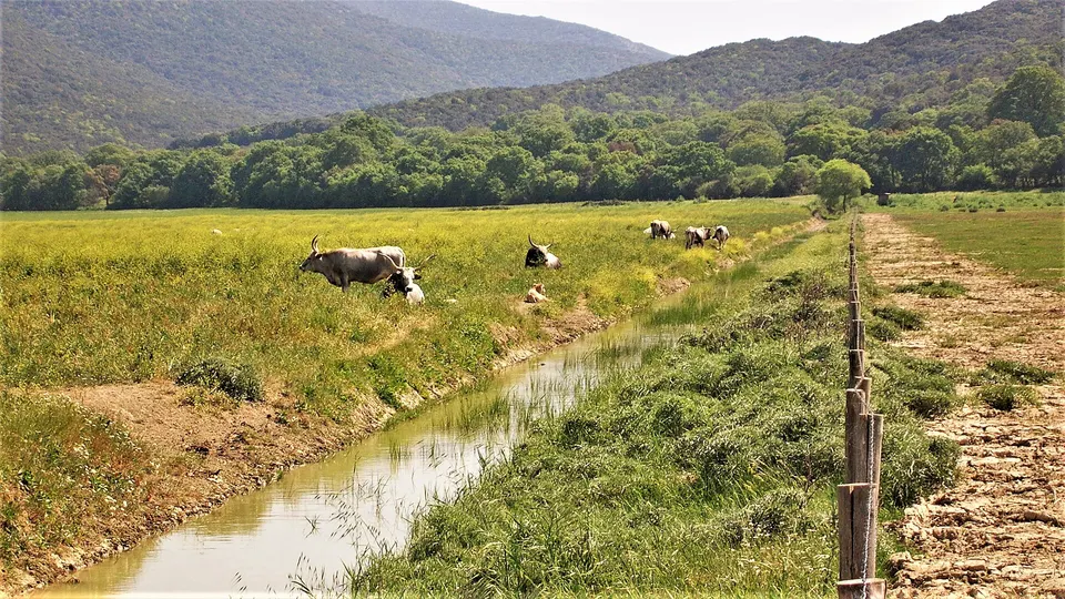 Al Parco della Maremma torna "Parco Aperto": oggi mostra ed escursione con Giacomo Radi