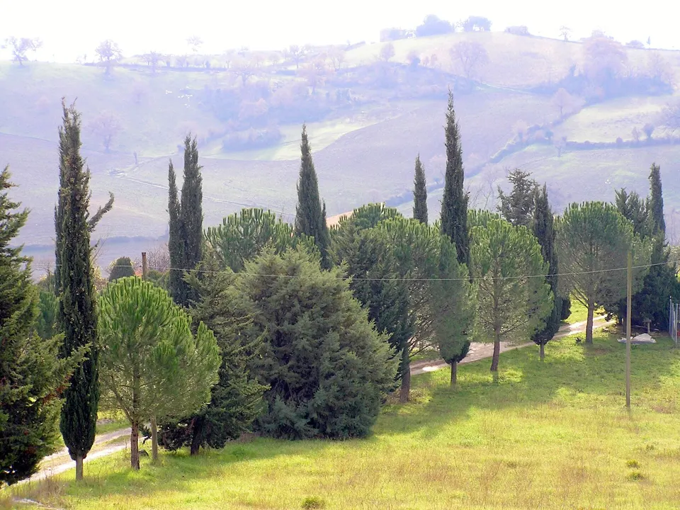 Cicloturismo tra le vigne del Morellino: percorsi in bici tra Scansano e Magliano