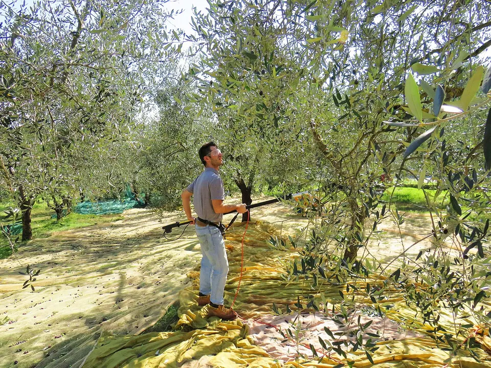Tuscany (Italy) Olive harvesting with harvester