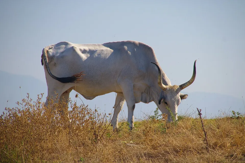 Maremmana cattle, picture taken near Campagnano di Roma
